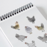 Chicken Portrait Illustrations