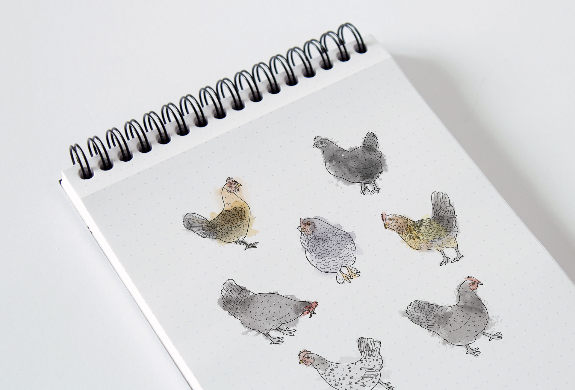 Chicken Portrait Illustrations