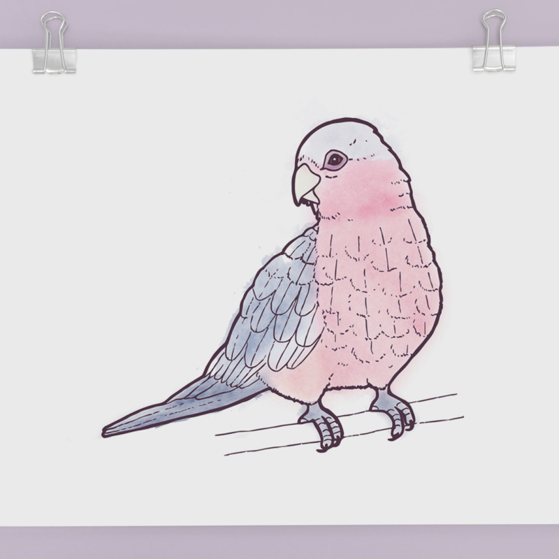 Galah