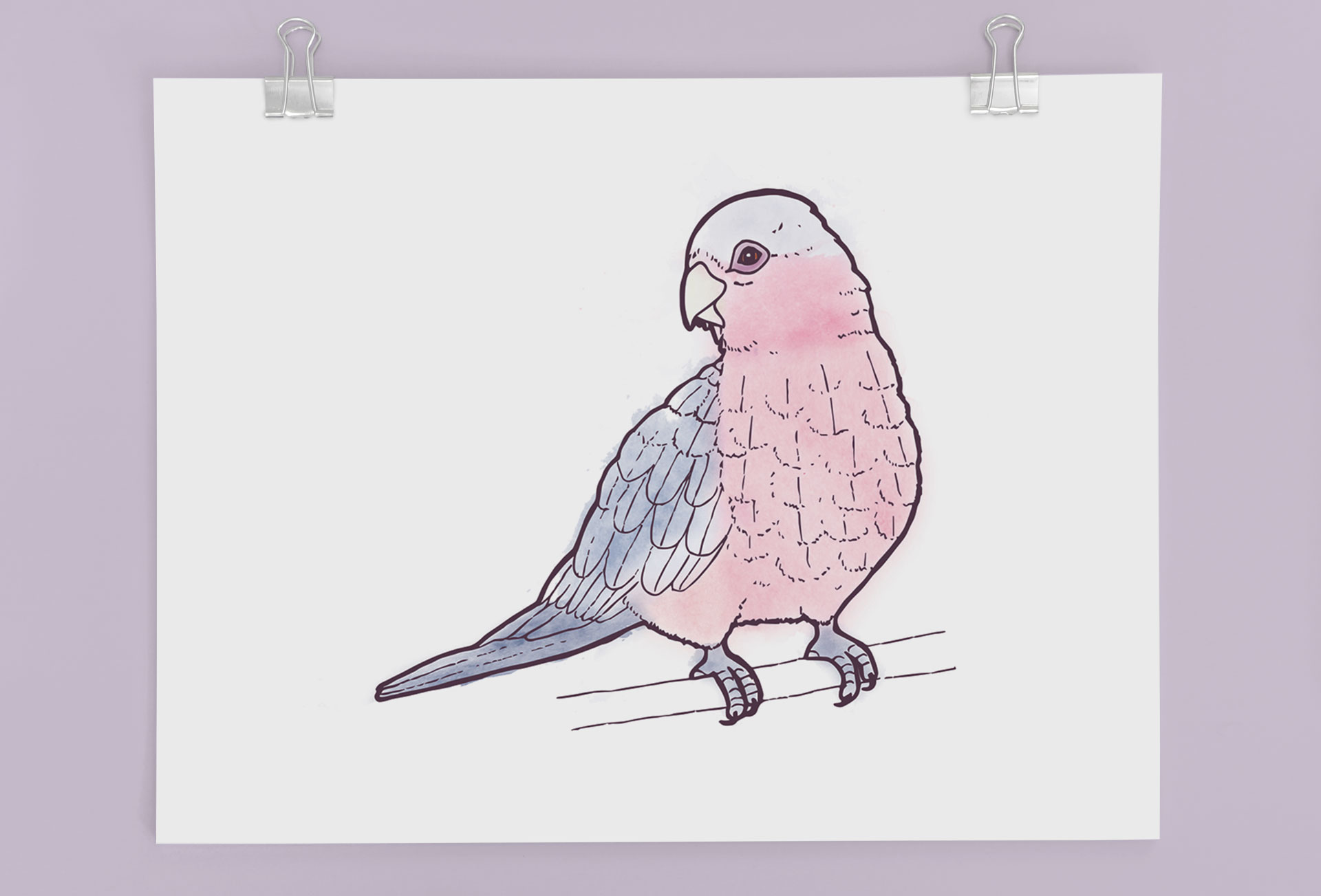 Galah Illustration